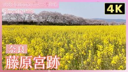 【4K】奈良・藤原宮跡の桜と菜の花【JNN sakuraドローンDIG 2025】|TBS NEWS DIG