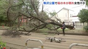 倒木で自転車の女性がけが…高さ10数ｍの桜の木が根元から折れる　東京・駒沢オリンピック公園のサイクリングコース|TBS NEWS DIG