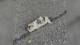 道ばたの子ネコを保護→一軒家に引っ越しまで「自分にとっては招き猫」わずか３か月で生活一変|TBS NEWS DIG