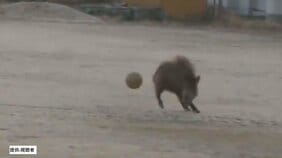 「イノシシがグラウンドでサッカーしている」早朝の小学校でボールを使うイノシシの姿　登校時間には警察が見回りも　けが人はなし　広島・江田島|TBS NEWS DIG