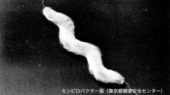 カンピロバクターで14人が食中毒　下痢や腹痛、発熱などの症状　飲食店に5日間の営業停止処分　鹿児島　|　鹿児島のニュース｜MBC NEWS｜南日本放送