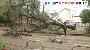 倒木で自転車の女性がけが…高さ10数mの桜の木が根元から折れる 東京
