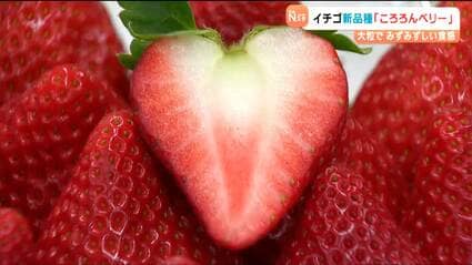 断面がハートになるイチゴ新品種「ころろんベリー」誕生 他県との競争