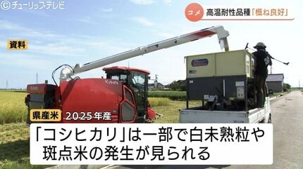 富山県産米「てんたかく」「富富富」は概ね良好 コシヒカリに白未熟粒
