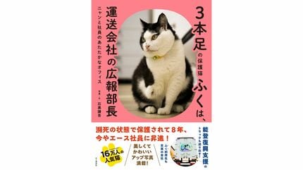 カラスに襲われ瀕死だった3本足の保護猫「ふくちゃん」今や広報部長に