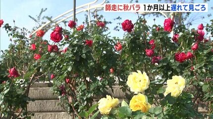 秋薔薇　ページ 師走に “秋バラ” 夏の猛暑が生育に影響 1か月以上遅れて見ごろ迎える