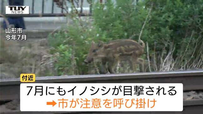 山形市の市街地でイノシシ目撃 捕獲試みるも…河川敷に入り行方をくらます|TBS NEWS DIG