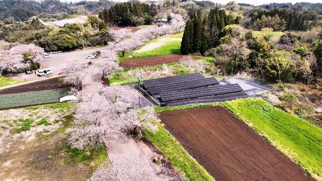 全長約2キロに3500本が咲き誇る桜並木　宮崎市・垂水公園|TBS NEWS DIG