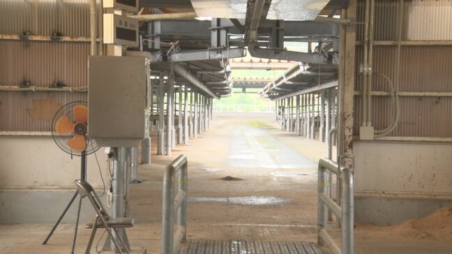 騒然…体重約500キロのウシが家畜市場で暴れ逃走　鎖骨骨折など5人がけが　“競り”のためにやってきて…「綱をほどいた瞬間に逃げてしまった」　一体何が？|TBS NEWS DIG