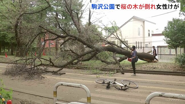 倒木で自転車の女性がけが…高さ10数ｍの桜の木が根元から折れる　東京・駒沢オリンピック公園のサイクリングコース|TBS NEWS DIG