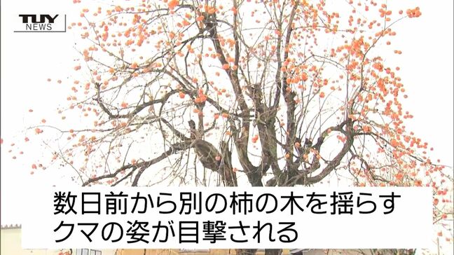 【動画】柿の木からいきなり降り...クマが突如女性を襲う 顔、右足、右腕などにケガをし搬送(山形・尾花沢市) |TBS NEWS DIG