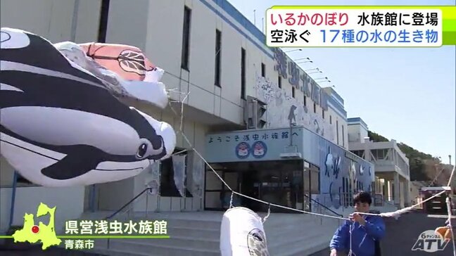 大空を泳ぐのは「カマイルカ」や「ゴマフアザラシ」 ゴールデンウィークなどの大型連休恒例「いるかのぼり」が登場! 青森県営浅虫水族館|TBS NEWS DIG