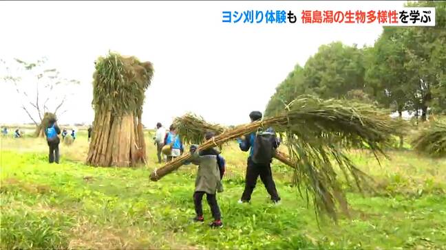 天然記念物オオヒシクイの日本一の越冬地・福島潟で生物多様性を学ぶ　かやぶき屋根の材料『ヨシ』刈り取りも　新潟市北区|TBS NEWS DIG