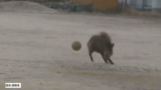「イノシシがグラウンドでサッカーしている」早朝の小学校でボールを使うイノシシの姿　登校時間には警察が見回りも　けが人はなし　広島・江田島|TBS NEWS DIG