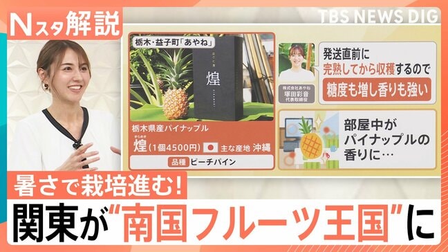 “群馬産バナナ”に“栃木産パイナップル”!関東で「南国フルーツ」続々栽培のワケ【Nスタ解説】|TBS NEWS DIG