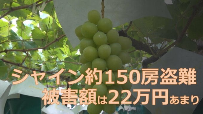 シャインマスカットおよそ150房盗難、被害額は22万円あまり　今度は障害者と一緒に農作業する「農福連携」の畑　県内の被害額は去年の1.6倍|TBS NEWS DIG
