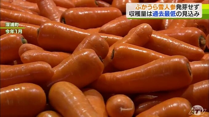 「今まで考えられなかったことが…」ブランドニンジン『ふかうら雪人参』に危機　今季の収穫量は過去最低の見込み…　高温障害で収穫量半分に|TBS NEWS DIG