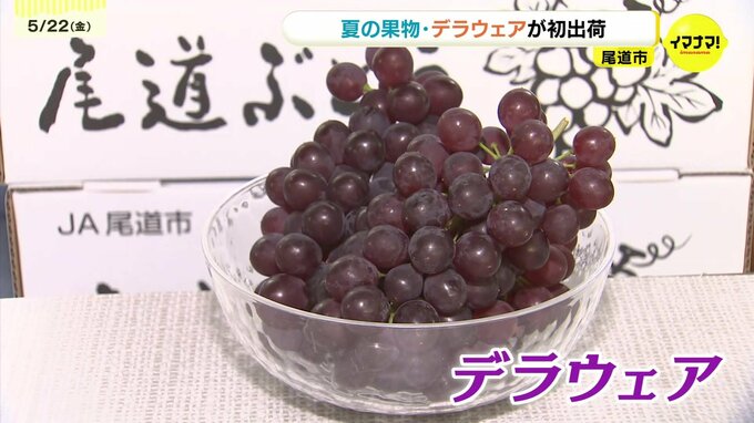 燃料高騰を乗り越え「夏の果物トップバッター」出荷！広島県内一の産地・尾道で種なしブドウ「デラウェア」選果始まる|TBS NEWS DIG