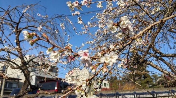 盛岡市の寺院でシキザクラ見ごろ|TBS NEWS DIG