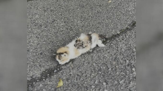 道ばたに倒れていた子ネコを保護→一軒家に引っ越しまで「自分にとっては招き猫」わずか３か月で生活一変|TBS NEWS DIG
