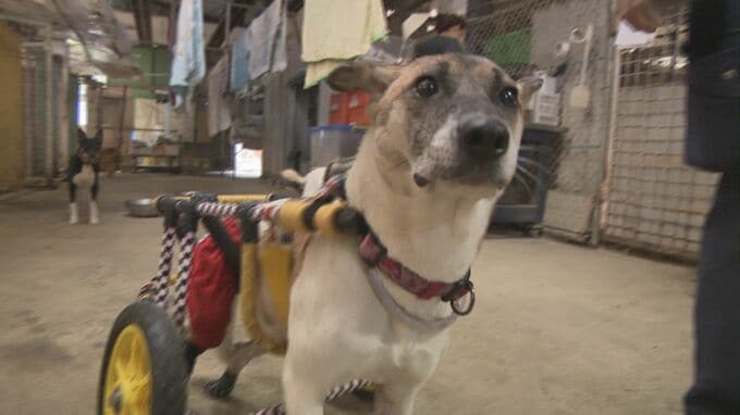 交通事故で背骨が折れ…保護犬の“アキちゃん”　特注の車いすで元気に駆け回る「散歩が大好き」命の危機に直面も保護団体のサポートで回復|TBS NEWS DIG