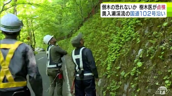 「奥入瀬渓流」国道沿いで倒木の恐れがないかなどを樹木医が確認　点検作業はじまる　危険と判断された木は紅葉シーズン前までに伐採予定　青森県十和田市|TBS NEWS DIG