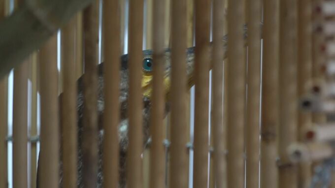 カゴの中の鳥は「神様」。吉凶占う神事「鵜祭」へ  “一子相伝”の技で2年ぶりに鵜を捕獲　|　石川県のニュース｜MRO北陸放送