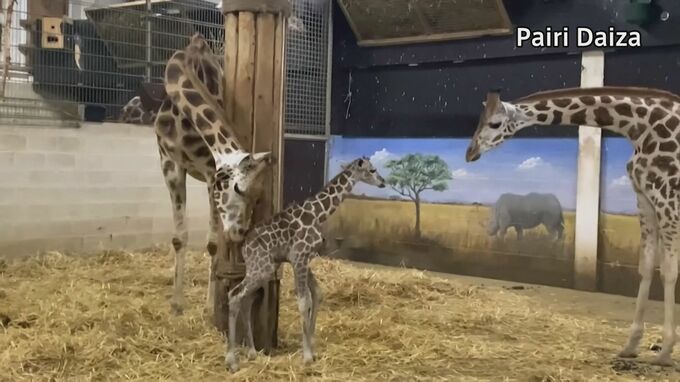 ベルギーの動物園で珍しいキリンの赤ちゃん生まれる|TBS NEWS DIG
