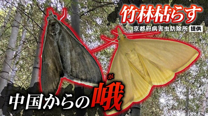 枯れる竹林…タケノコに迫る危機！？　中国から“蛾の脅威”|TBS NEWS DIG