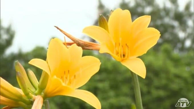 “初夏の訪れ告げる”　ベンセ湿原の「ニッコウキスゲ」が見頃迎える　朝に開花・夕方にはしぼんでしまう一日花が湿地を黄色く染める　|　青森のニュース│ATV NEWS│青森テレビ