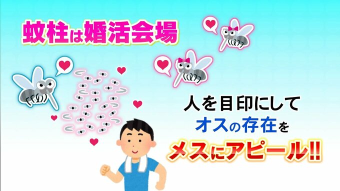 命がけの “婚活パーティー” …どこまでも追ってくる「あたま虫」 正体は無数のユスリカの群れ「蚊柱」真冬でも活動するフユユスリカも　|　富山のニュース｜天気・防災｜チューリップテレビ