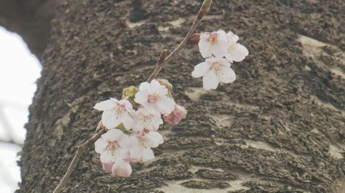 能登半島地震の被災地に“早咲きのサクラ”…いつもと変わらぬ春の訪れ　|　石川県のニュース｜MRO北陸放送