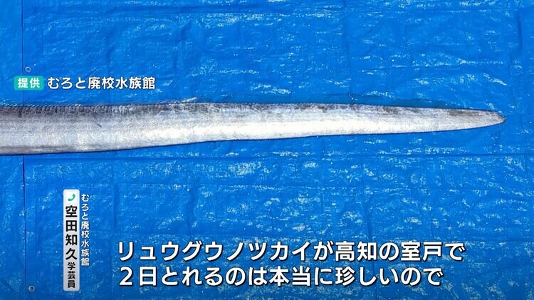 4m級“リュウグウノツカイ”が2日連続で見つかる 大人2人が並んでみると