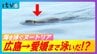 広島から愛媛に泳いできたか… 特定外来生物のヌートリア、農作物を食い荒らす恐れ 県内で初確認　|　愛媛のニュース - Nスタえひめ｜あいテレビは6チャンネル