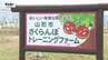 深刻な担い手不足に新たな突破口！さくらんぼ農家を育成する “トレーニングファーム” 開園（山形市）　|　山形のニュース│TUYテレビユー山形