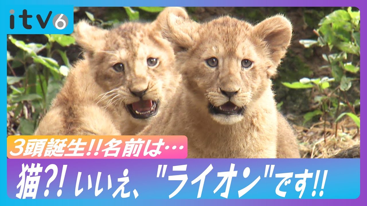 img_bf62e42d1d1a01f3d140c58594