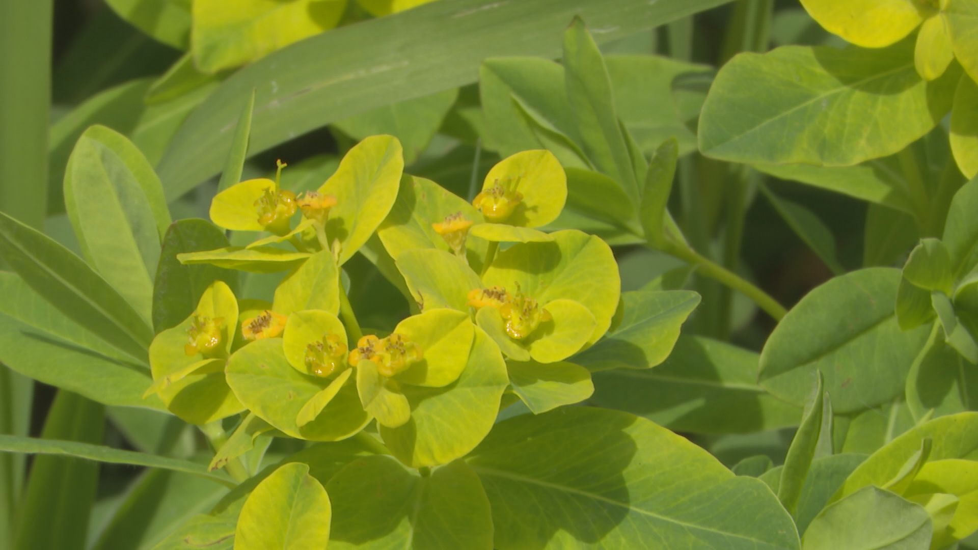 黄色い花と思ったら“葉の一種” 県の絶滅危惧種“ノウルシ”が見ごろに