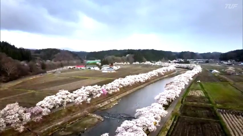 映像】夏井千本桜 福島・小野町【四季カメラ】 | 福島のニュース│TUF