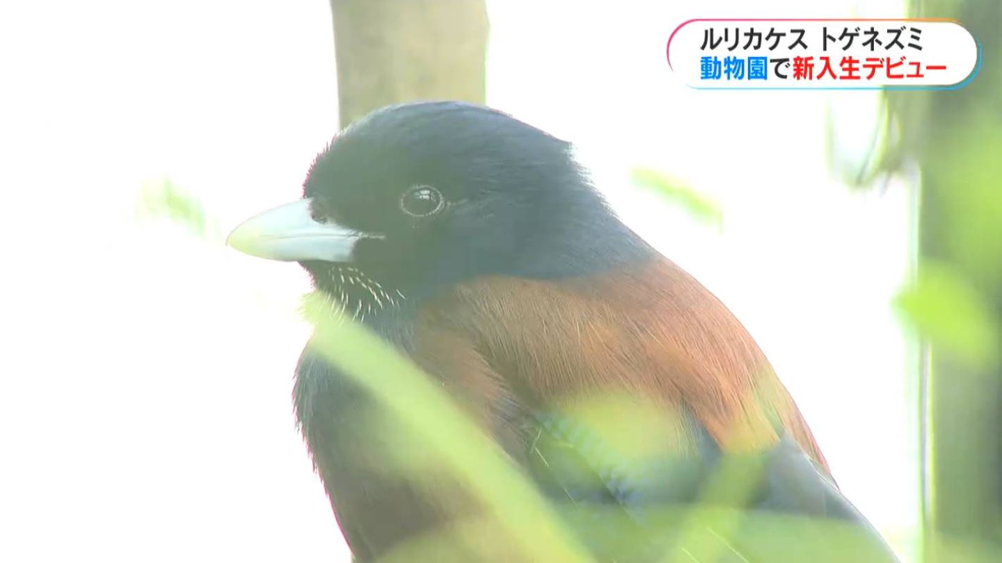 デビューの春、動物園にもニューフェイス ルリカケスにトゲネズミ、44