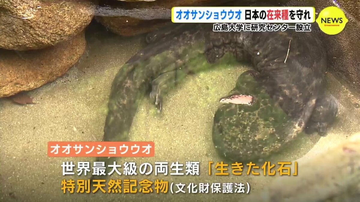 オオサンショウウオ 日本の在来種を守れ 広島大学に研究センター設立