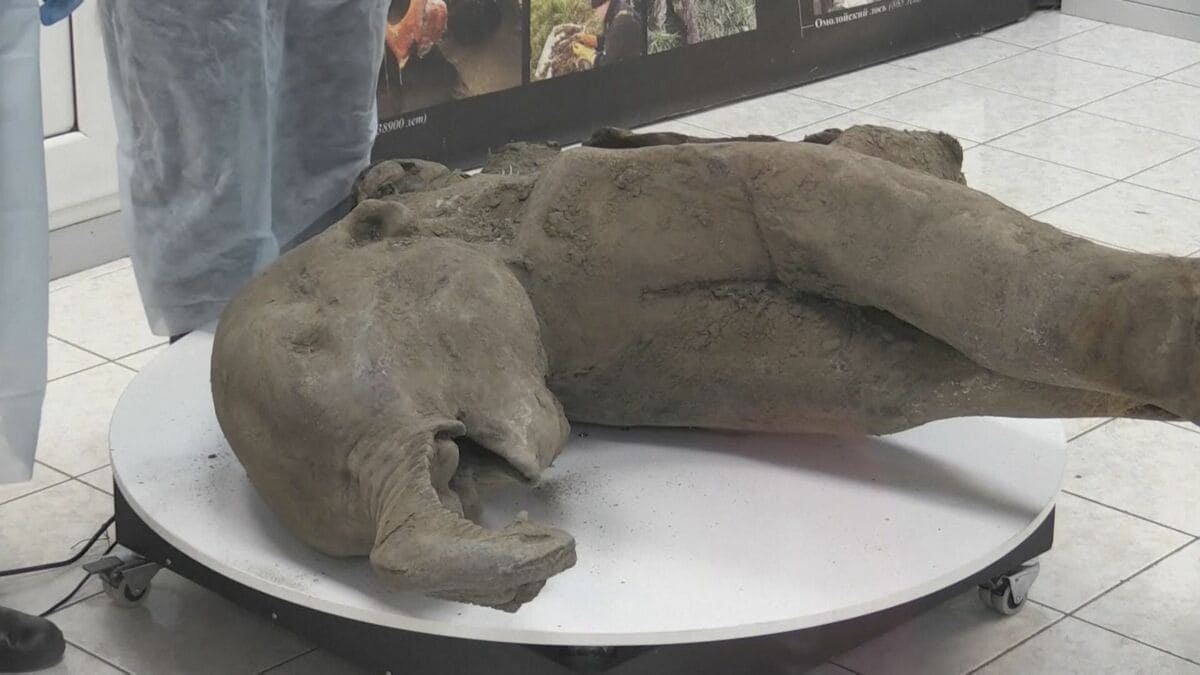 ロシア・シベリアで5万年前の赤ちゃんマンモスの化石 「これまでの中で