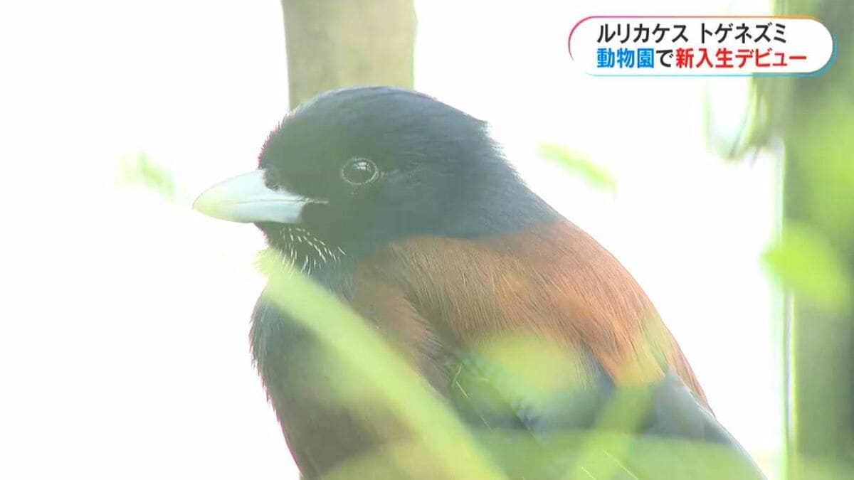 デビューの春、動物園にもニューフェイス ルリカケスにトゲネズミ、44