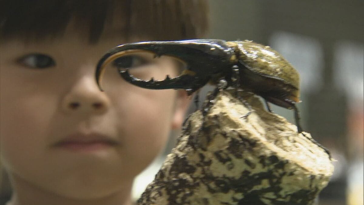 昆虫最強王図鑑展」 入場者1万人突破 生きた昆虫とのふれあいや巨大