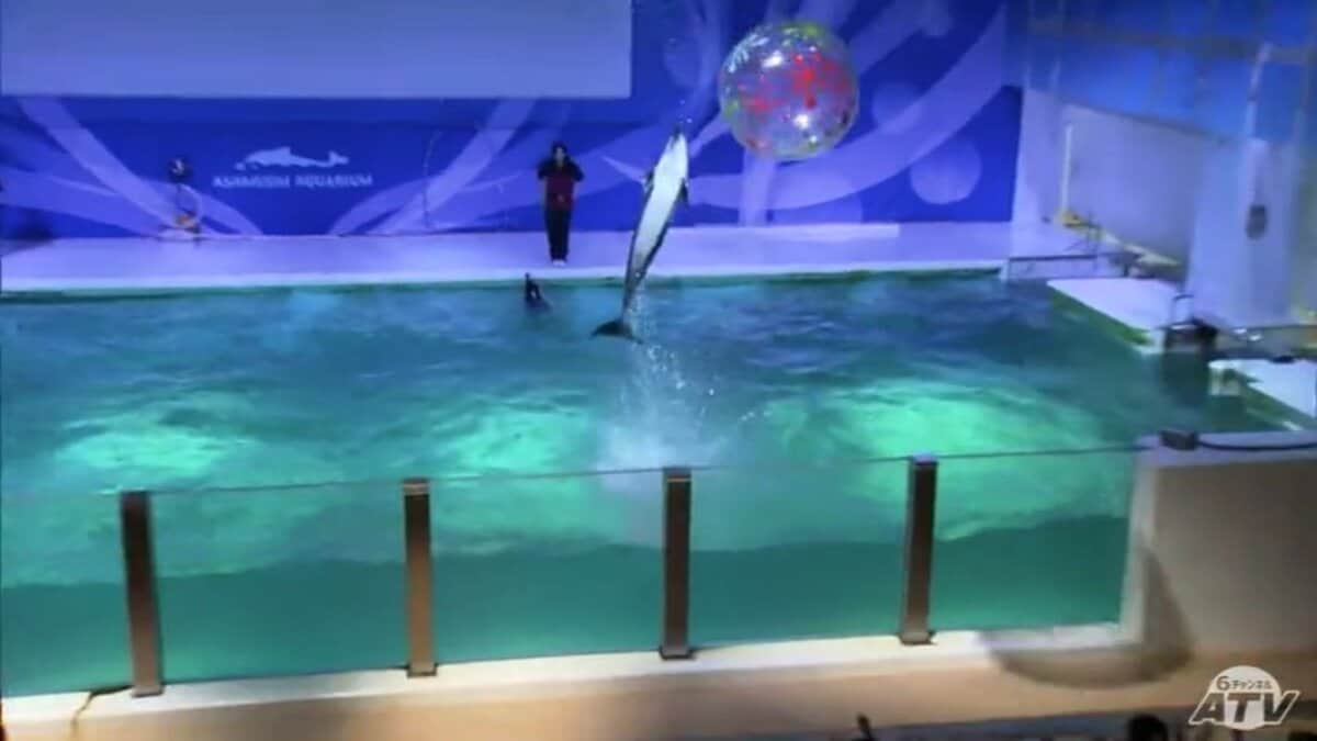 学べる水族館」青森県営浅虫水族館４０周年 宮下知事の合図でイルカショースタート | 青森のニュース│ATV NEWS│青森テレビ