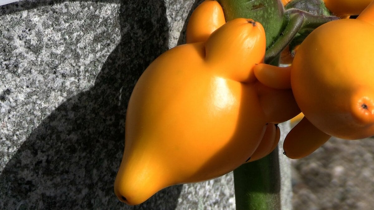 まるでキツネの顔のような観賞用植物「フォックスフェイス」出荷進発式　「ハロウイーンやクリスマス、お正月に」【岡山】