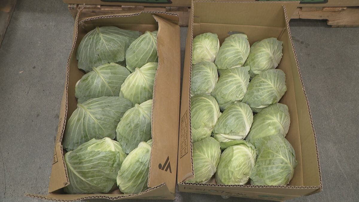 キャベツ価格も通常の3倍 長雨と日照不足の影響で… お手頃価格の野菜は?市場で調査 愛知