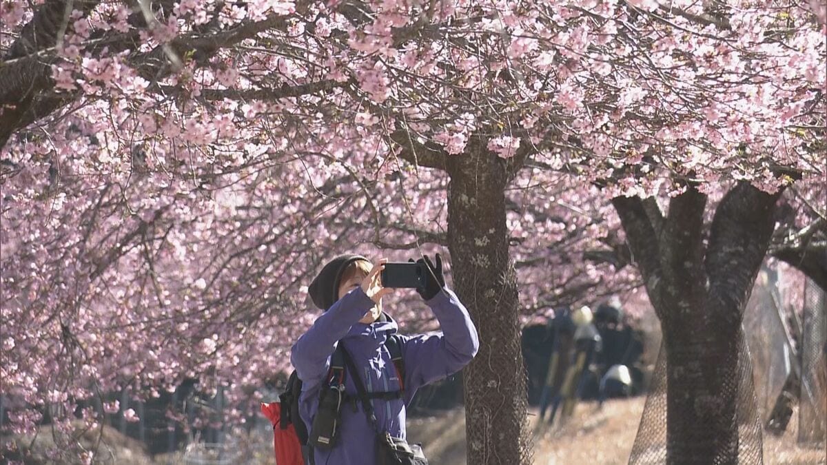 早咲きの｢河津桜｣約100本が見頃に 例年よりも1か月早く開花 ここ数日の暖かさで一気に“満開” 三重･紀北町
