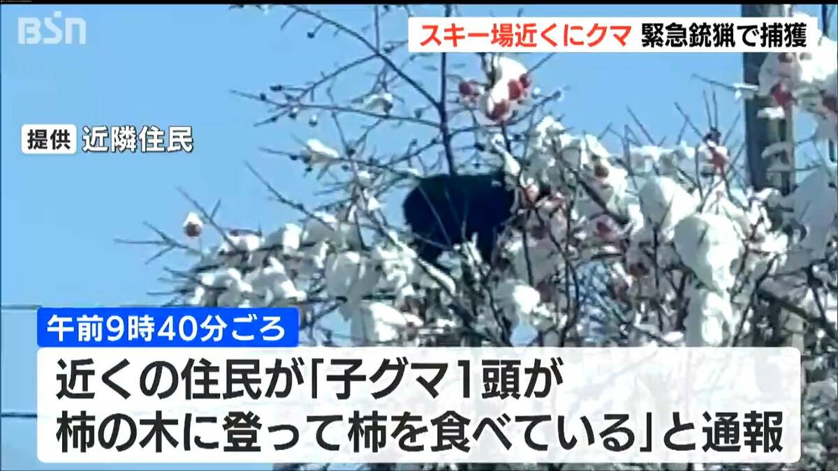 サムネイル_「たいがい冬眠するのかなと思うけど…」スキー場近くの柿の木にクマ　約4時間後に緊急銃猟　新潟・南魚沼市