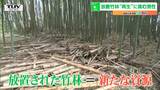 20年以上放置の荒れた竹林から「メンマ」を! 若手農家が挑む“竹林の再生” | 山形のニュース│TUYテレビユー山形