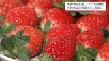 宮崎市でイチゴの初競り　夏の暑さで出荷に遅れ　12月中は高値で推移する予想　|　MRTニュース ｜ ＭＲＴ宮崎放送